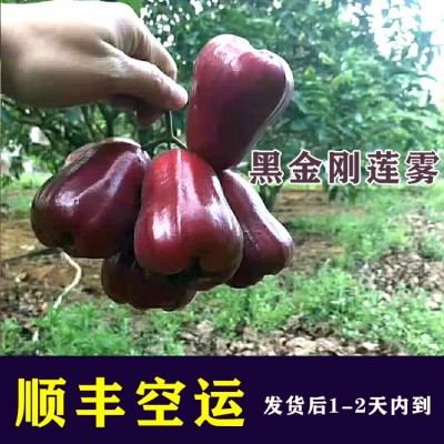 海南黑金剛蓮霧新鮮水果非泰國蓮霧當季水果順豐包郵一級脆甜霧蓮