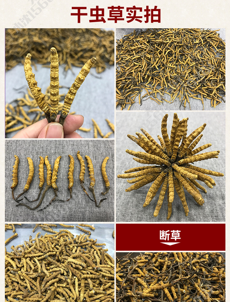 750-新鮮蟲草_12