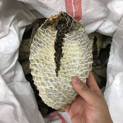 產地貨源批發大刺龜皮刺魚皮海膽皮雞泡魚皮龜普皮海鮮干貨500g