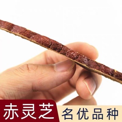 靈芝片長白山赤靈芝切片泡水泡酒干貨現(xiàn)貨批發(fā)500g東北特產(chǎn)靈芝片