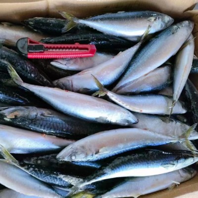 海洋城出口級冷凍鯖魚青占魚鮐鲅魚鯖占魚凍魚船凍工廠直銷
