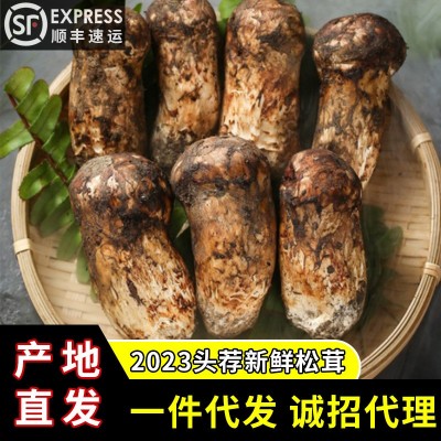 【一件代發(fā)】2023頭茬新鮮松茸香格里拉云南特產(chǎn)規(guī)格齊全產(chǎn)地直銷