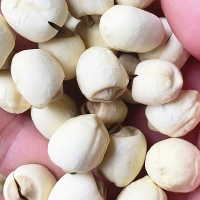 2023新鮮帶芯白蓮子500g 袋裝白蓮子批發量大從優手工白蓮子