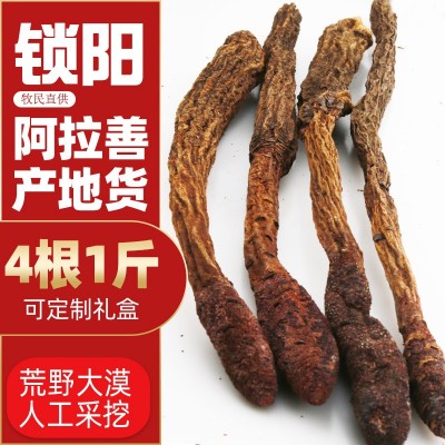 現(xiàn)貨批發(fā)內(nèi)蒙古阿拉善產(chǎn)地金鎖陽燉肉泡酒滋補整根優(yōu)選鎖陽4根1斤