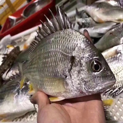 黃翅魚 黃鯛魚 黃立魚 漁船速凍 2-3條一斤