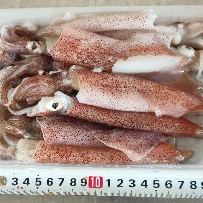 魷魚 釣魷魚/東山魷魚/東山大管/體長15-20厘米/甜甜脆脆的