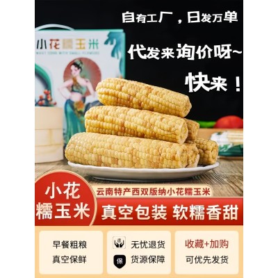 云南西雙版納糯玉米真空包裝老品種手指玉米香糯早餐小玉米可代發(fā)