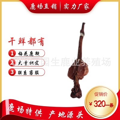 鹿鞭整枝 鹿鞭丸 鹿鞭膏 鹿鞭片 鹿鞭中藥材 新鮮鹿鞭 新鮮的梅花