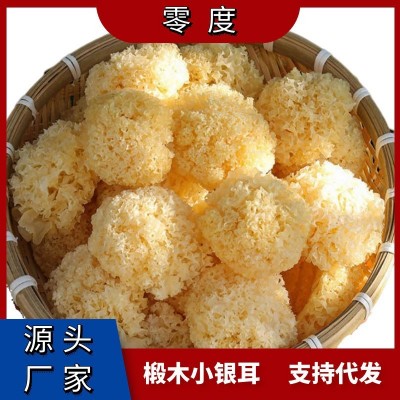古田精挑椴木小銀耳新耳采摘嚴(yán)選白木耳糯耳小銀耳干貨廠家直銷(xiāo)