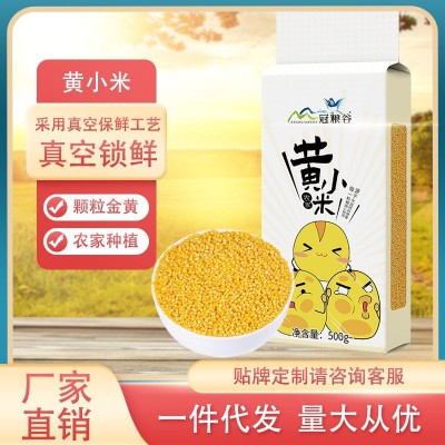 黃小米500g農家種植色澤金黃小米五谷雜糧粥粗糧批發一件代發