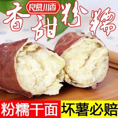 正宗板栗薯紅皮白心紅薯新鮮番薯白瓤山芋白肉栗子粉糯面地瓜紅薯
