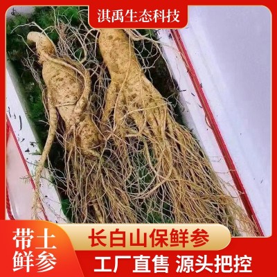 帶土人參批發長白山人參特產廠家批發2023年新參規格齊全山參批發
