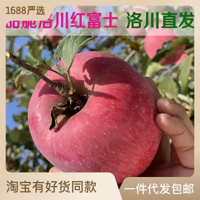 正宗洛川紅富士蘋果 新鮮水果洛川直發甜脆多汁洛川蘋果 產地直發