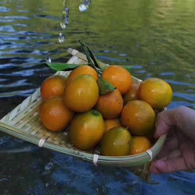 滑皮金桔水果生鮮金桔現采直發脆爽香甜質量保證皮薄