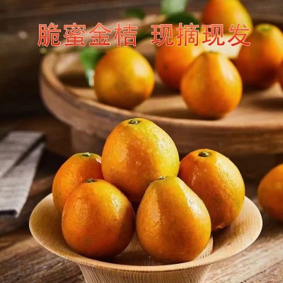 脆蜜金桔現摘先發產地直采生鮮水果桔子果實飽滿甜質量保證