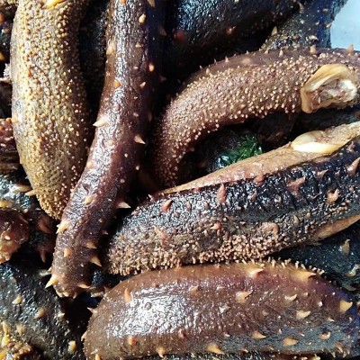 海參食材阿拉斯加紅刺參鮮食10斤一箱批發海參刺參海參干貨