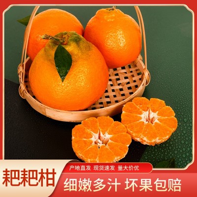 四川中江春見耙耙柑粑粑柑橘子甜當季整箱新鮮水果桔子包郵甜美