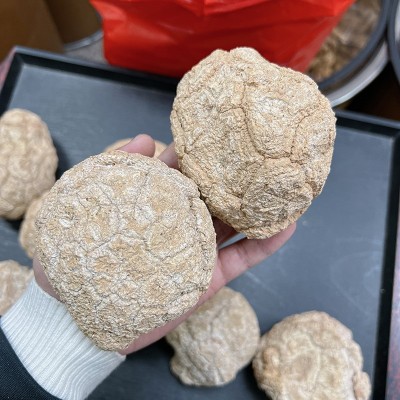 新貨精選白皮虎乳菌 批發(fā)煲湯原材料 原粒可切片肉質(zhì)緊實色澤白凈