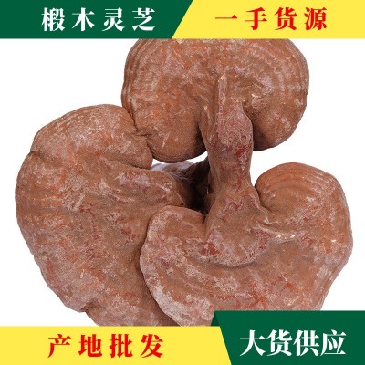 廠家產地批發靈芝大貨 椴木靈芝赤靈芝批發 靈芝500g金寨特產
