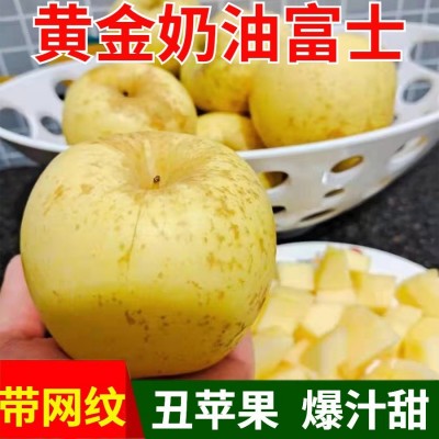 網(wǎng)紋山東煙臺黃金奶油富士蘋果脆甜多汁批發(fā)現(xiàn)摘現(xiàn)發(fā)黃金富士蘋果