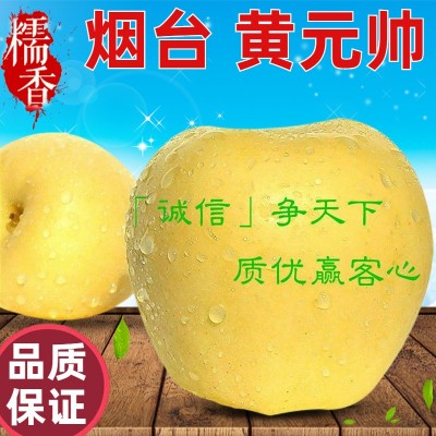 廠家現貨黃金帥蘋果 5斤粉面軟面黃元帥 整箱輔食新鮮黃元帥蘋果