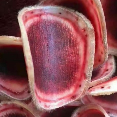 鮮鹿茸片 廠家直供 錦源鹿產品 品質貨源 批發零售