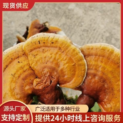 冷藏存儲血靈芝批發 計價單位克 現貨直發 品質上乘
