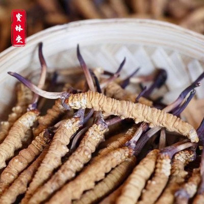 冬蟲(chóng)夏草足干無(wú)斷草蟲(chóng)草飽滿蟲(chóng)草抖音帶貨代發(fā)蟲(chóng)草 冬蟲(chóng)夏草批發(fā)