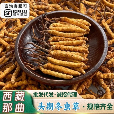西藏那曲冬蟲夏草批發凍干冬蟲草媲美新鮮蟲草過節送禮盒凍干蟲草