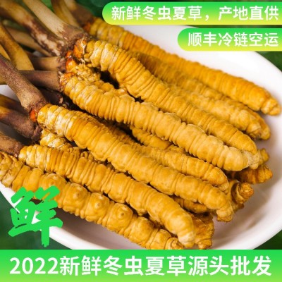 2022新鮮冬蟲(chóng)夏草蟲(chóng)草正品新鮮蟲(chóng)草大量批發(fā)順豐冷鏈空運(yùn)鮮草批發(fā)
