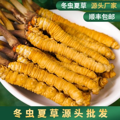 冬蟲(chóng)夏草頭期 干貨蟲(chóng)草冬蟲(chóng)夏草正品 大量批發(fā)一手貨源