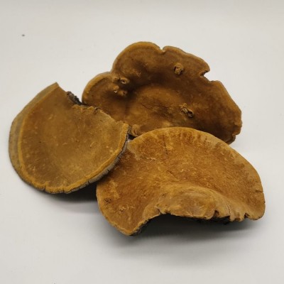 東北特產(chǎn)野生桑樹桑黃 500克/份暴馬桑耳桑黃鮑氏層孔菌深山采摘