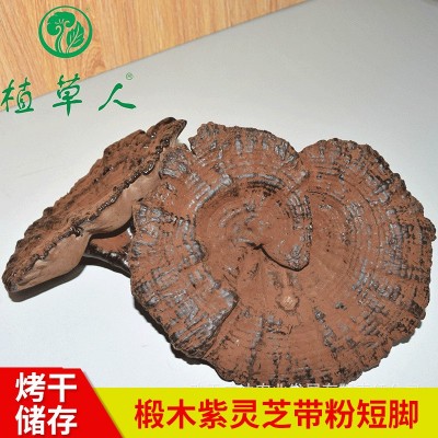 福建椴木紫靈芝赤靈芝 色澤飽滿帶粉短腳靈芝 散裝短柄清香紫靈芝