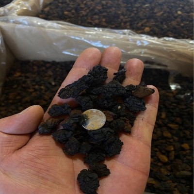 樺樹茸白樺茸樺褐孔菌黑金顆粒，樺樹茸外皮俄羅斯西伯利亞代加工