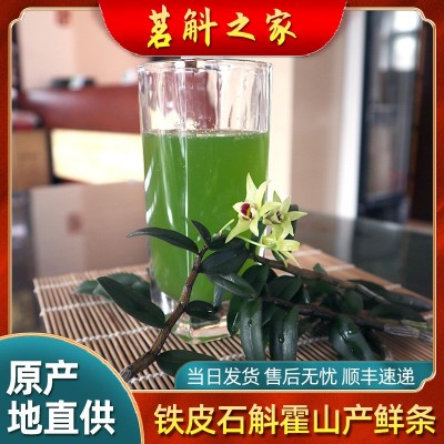 霍山產鐵皮石斛鮮條 4年正宗仿楓斗干條原料新鮮采摘現采現發