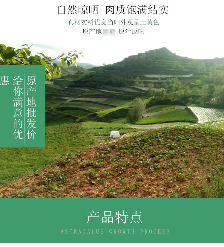 當歸片大4