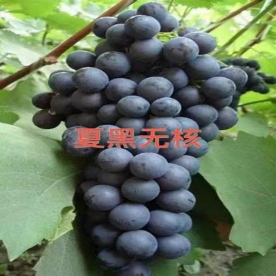 葡萄苗 夏黑葡萄 藍寶石 維多利亞 陽光玫瑰 紅提 茉莉香 妮娜皇