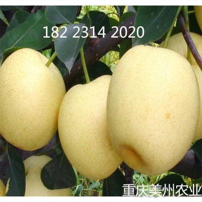 梨樹(shù)果苗 嫁接脆冠梨果樹(shù)苗 南方新品種 果樹(shù)苗木批發(fā)