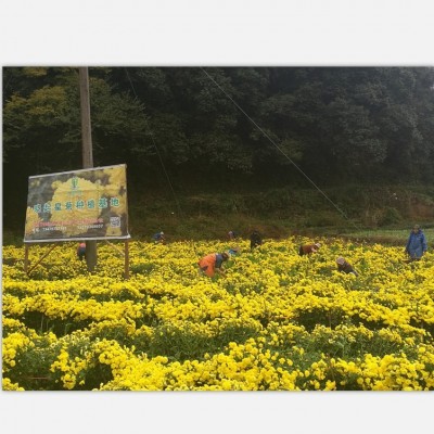 包郵江西特產(chǎn) 婺源皇菊批發(fā) 大朵黃菊花茶曉起皇菊 散貨徽州貢菊