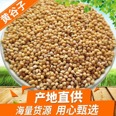 谷子批發帶殼小米黃谷子虎皮牡丹玄鳳中小型鸚鵡文鳥鳥糧鳥食谷子