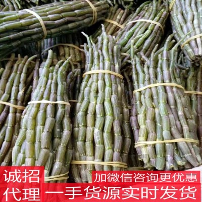 石斛鮮條 石斛鮮條多膠質石斛榨汁煲湯新鮮石斛產地貨源一件代發